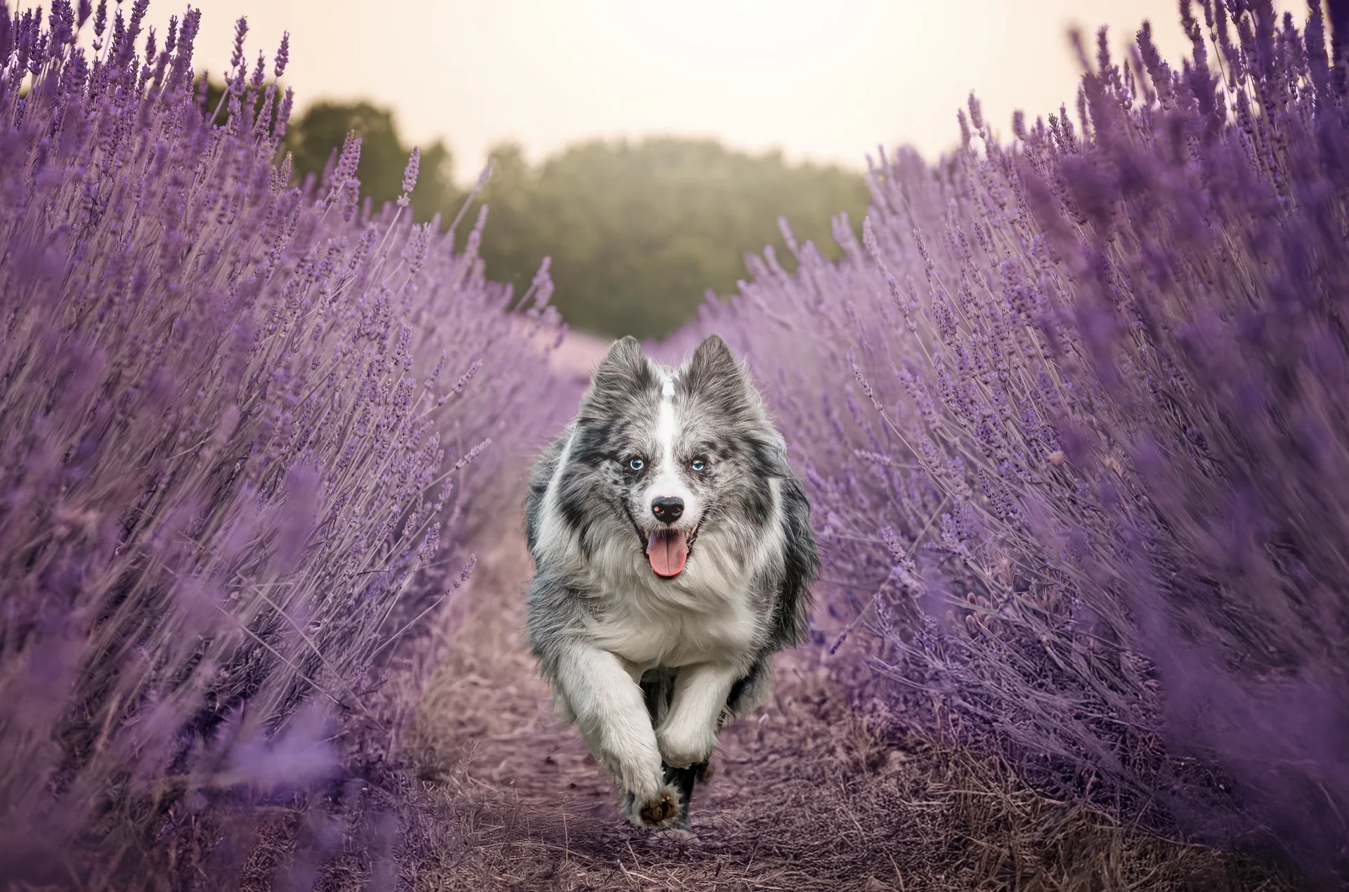 Border collie corriendo entre campos de lavanda durante una sesión en Barcelona