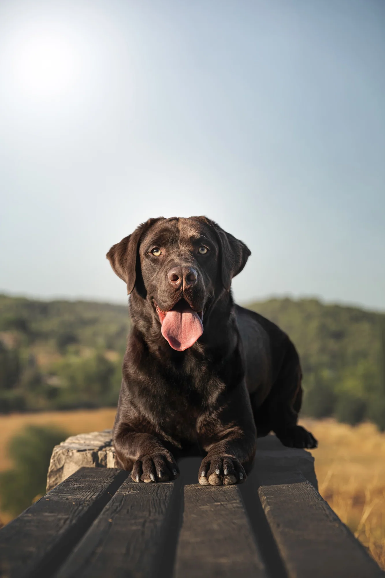 Balder, labrador retratado en el campo