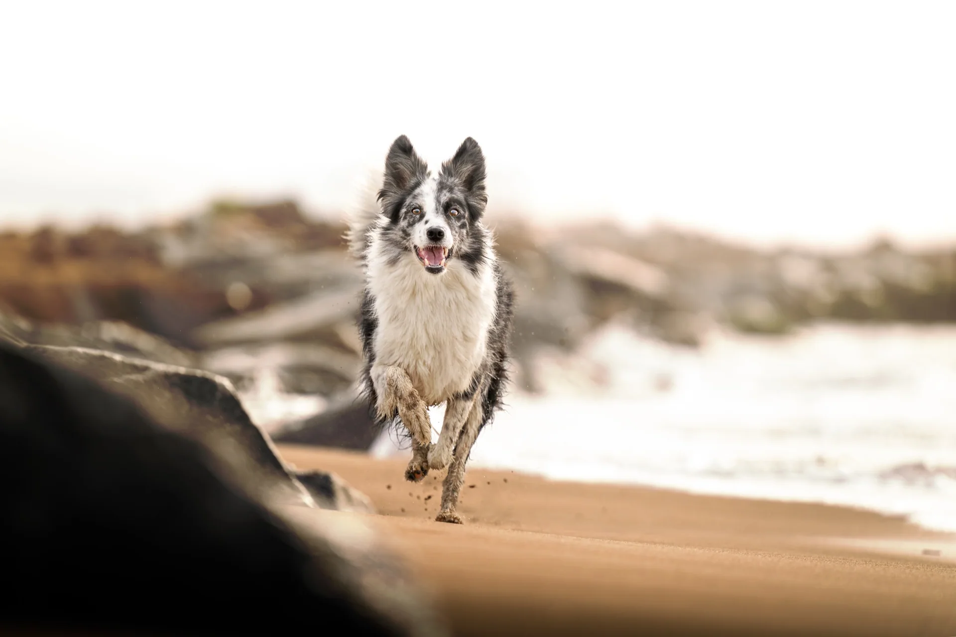 Hera, border collie corriendo por la playa