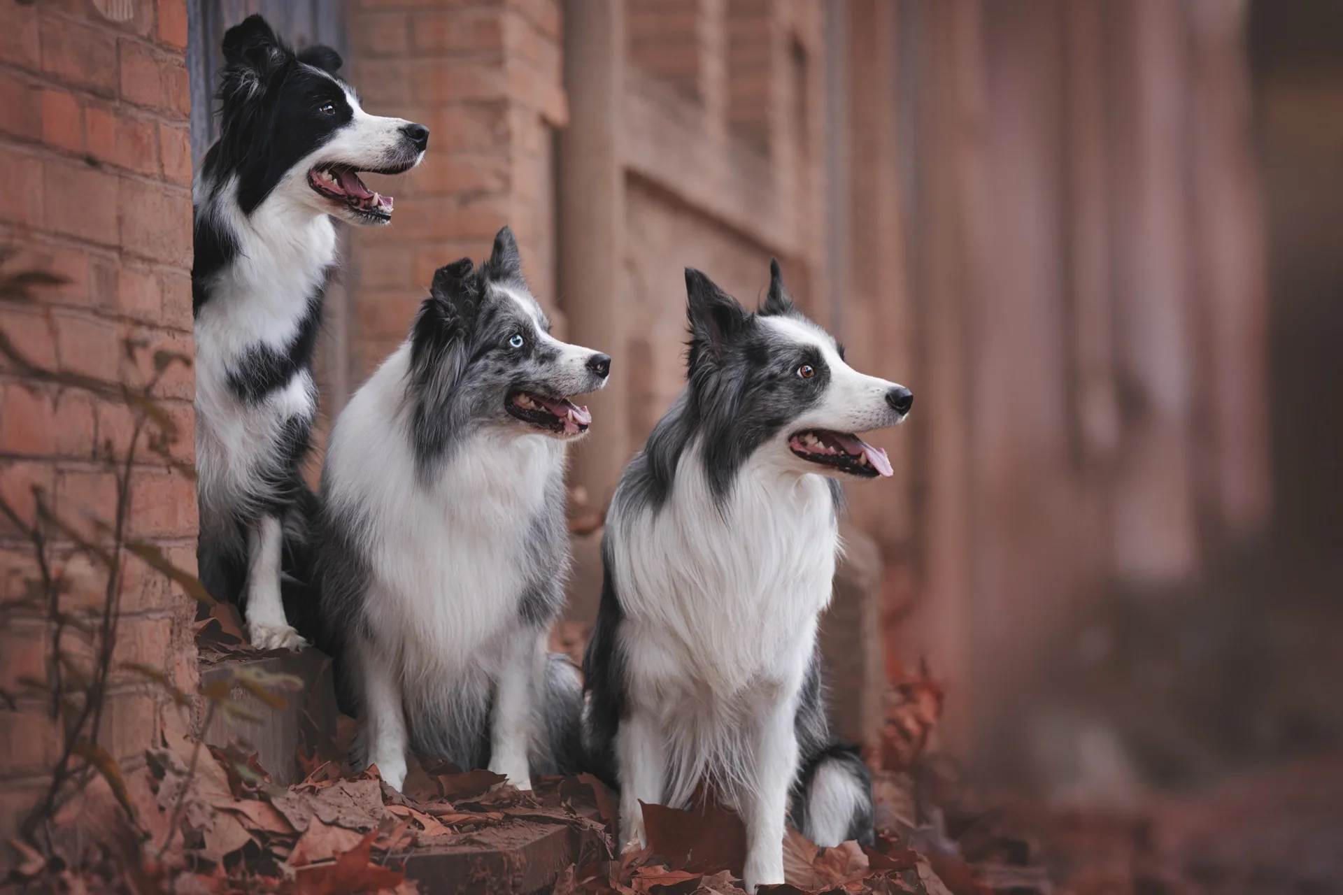 Lis, Blue y Neón juntos durante su sesión