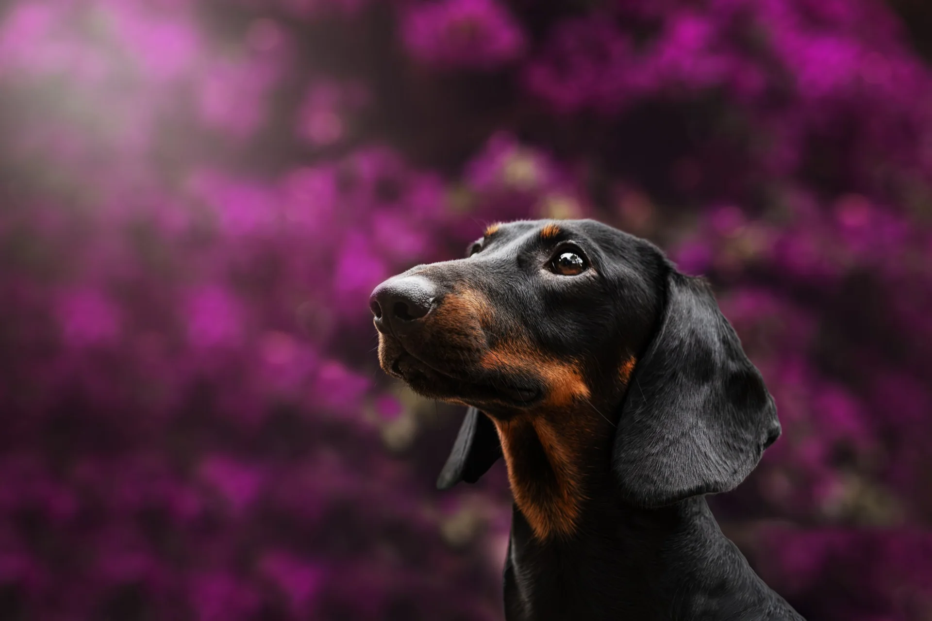 Wall-E, teckel retratado entre flores moradas